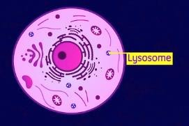 Lysosomes