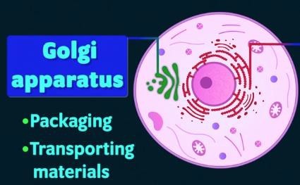 Golgi apparatus