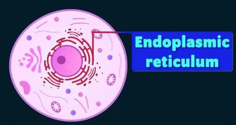 Endoplasmic reticulum