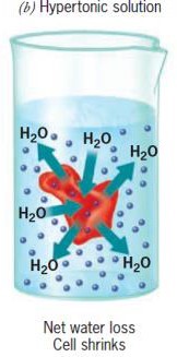 RBCs in different types of salt solutions