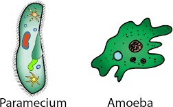 Single-celled organisms 