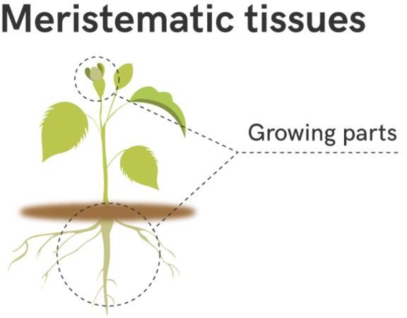 Meristematic tissues in plants