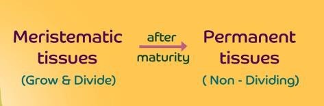 Development of permanent tissues