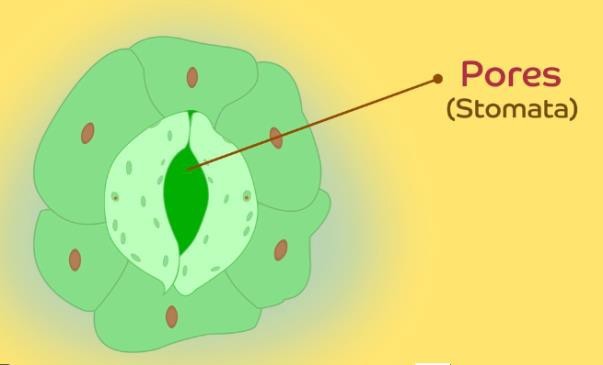 Stomata