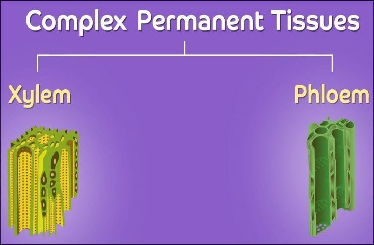 Types of complex permanent tissues