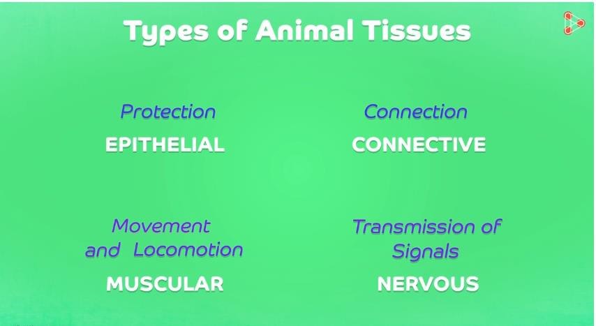 Types of animal tissues