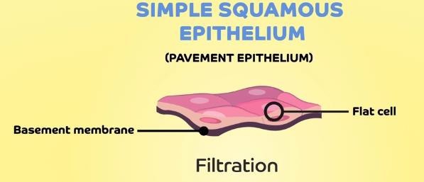 Simple squamous epithelium