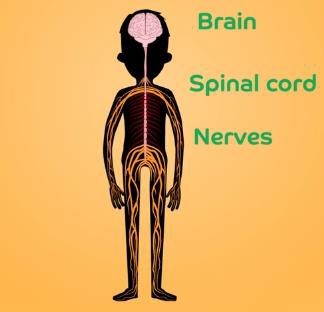 Nervous tissue in the human body