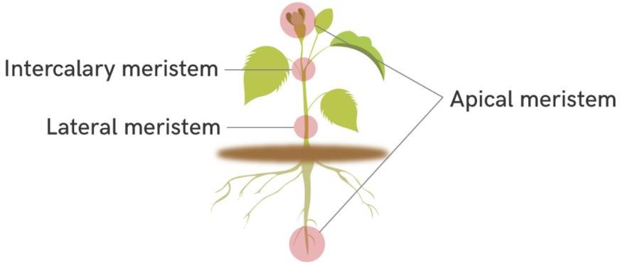 Meristematic tissues