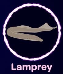 Lamprey