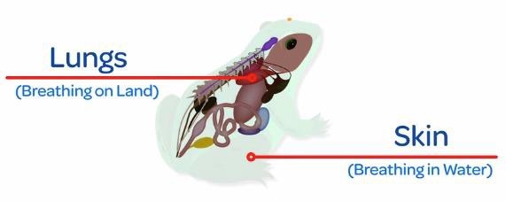 Respiratory system of Amphibians