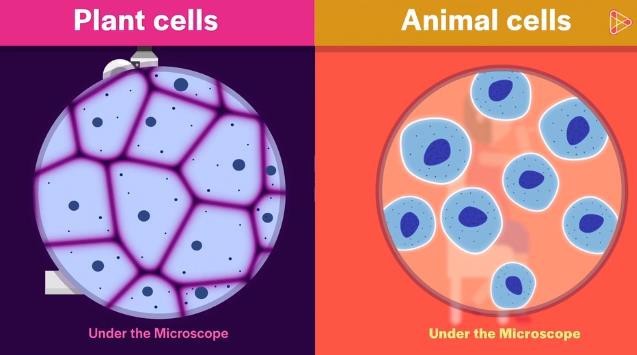 Cell borders	Cell constituents