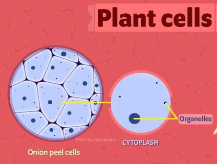 plant cell