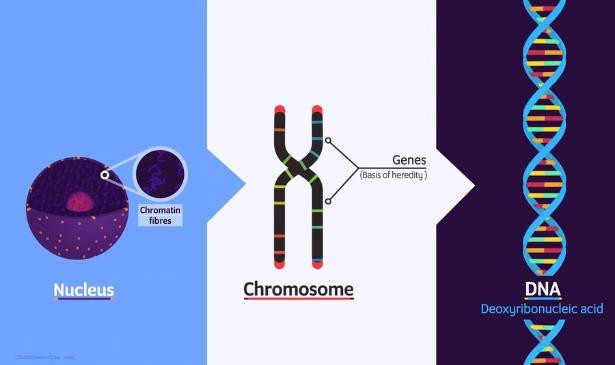 Chromosome