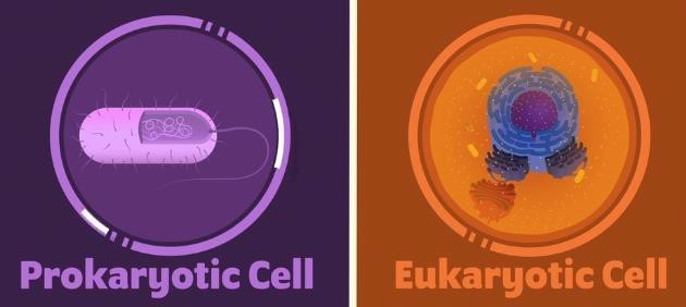 ●	Prokaryotic cell