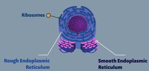 Rough Endoplasmic Reticulum (RER) 