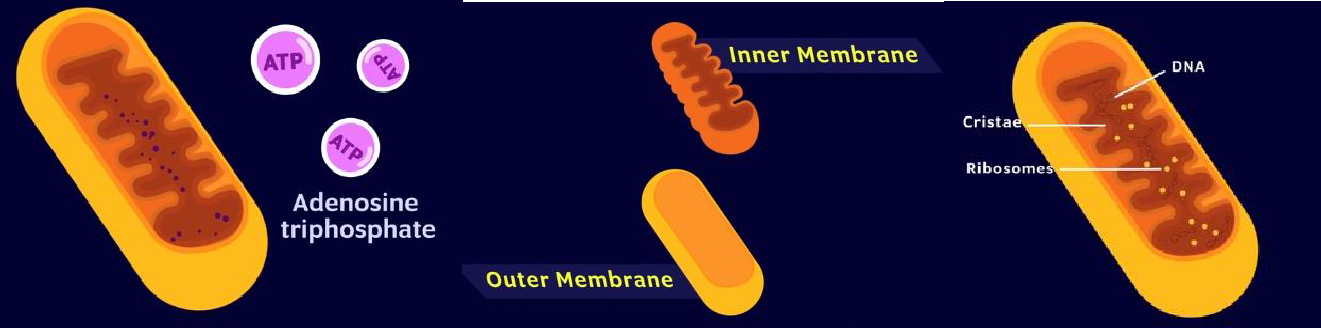 structure of Mitochondria