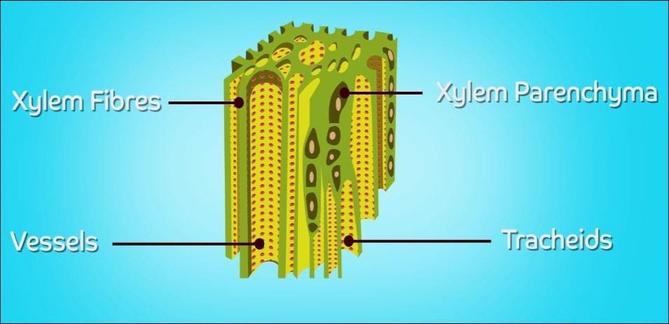 Components of xylem