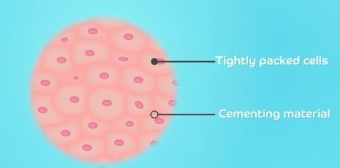 Epithelial tissue