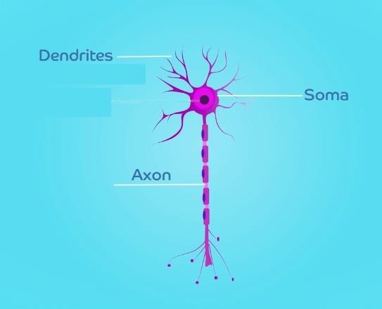 Parts of a typical neuron