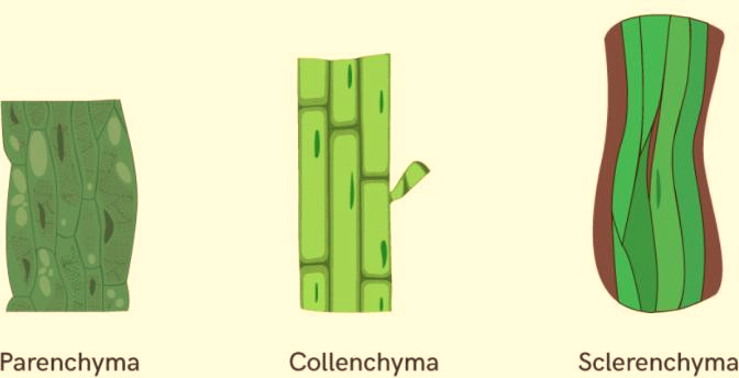 Types of simple permanent tissues 