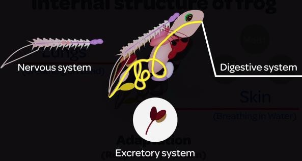 Internal systems of Amphibians