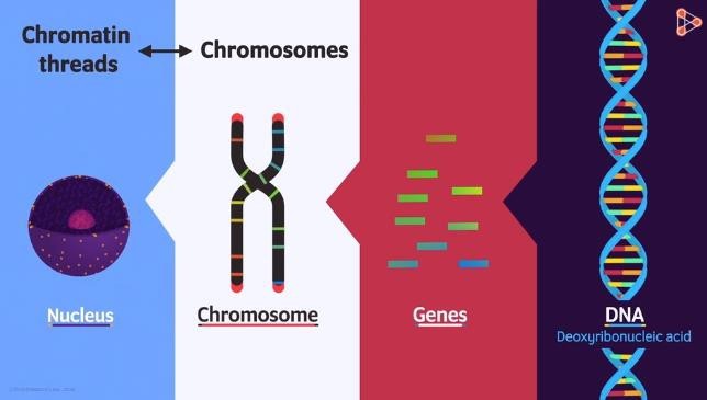 Deoxyribonucleic acid (DNA).