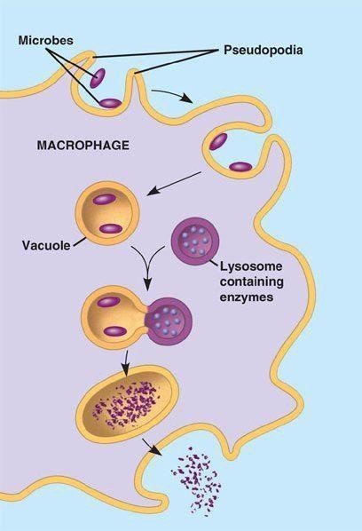 Working of Lysosomes