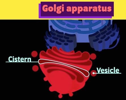 Golgi apparatus