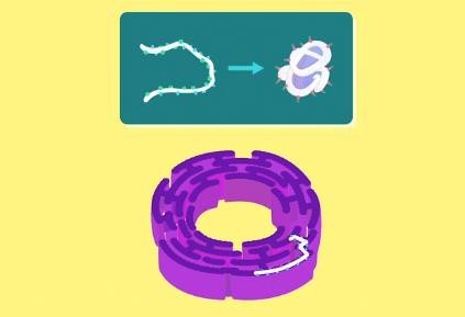 Folding of Proteins in the ER