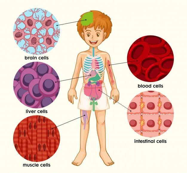 Different tissues in the human body