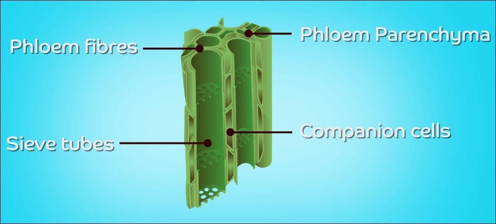 Components of phloem