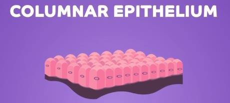 Columnar epithelium