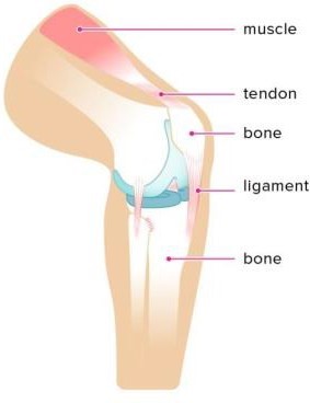 Ligament