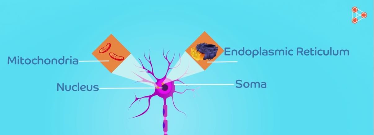 Soma in a neuron