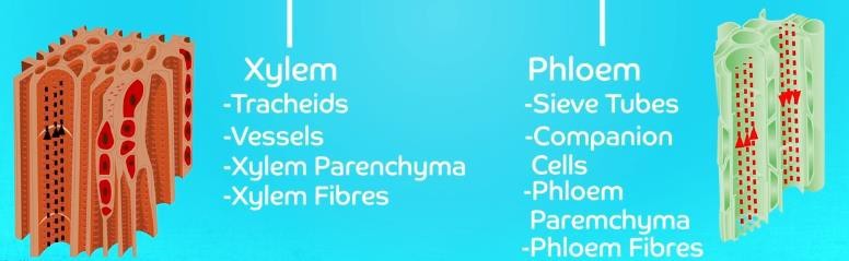 Types of complex permanent tissues