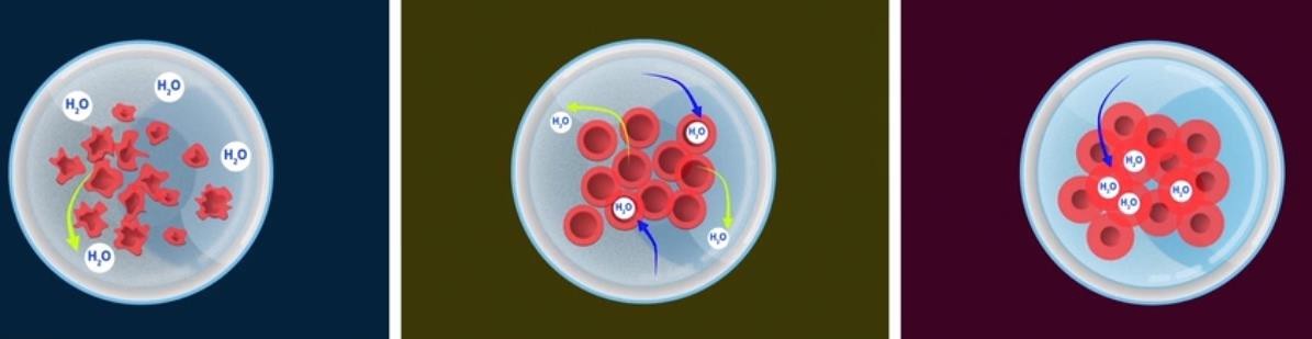 Hypertonic Solution, Isotonic solution, Hypotonic Solution