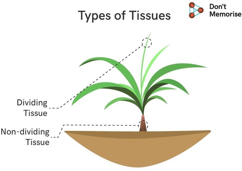 Types of tissues in plants