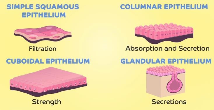 Types of epithelial tissue