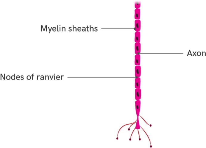 Axon in a neuron