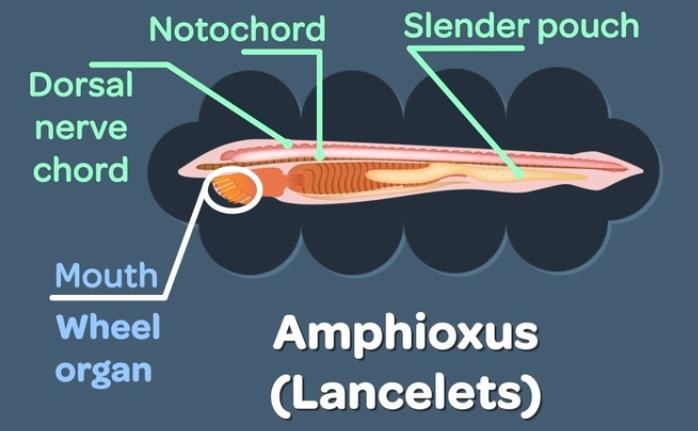 Cephalochordata