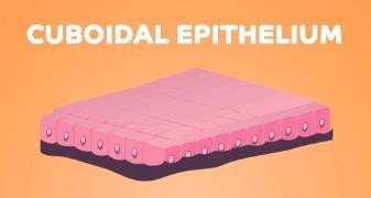 Cuboidal epithelium