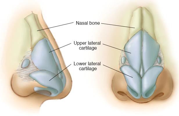 Cartilage