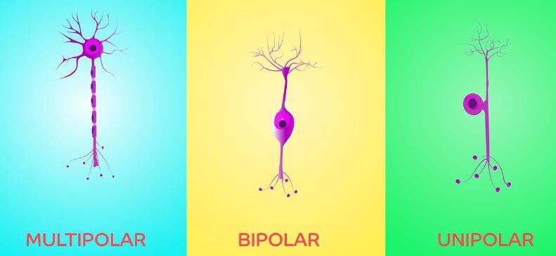 Different types of neurons