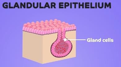 Glandular epithelium