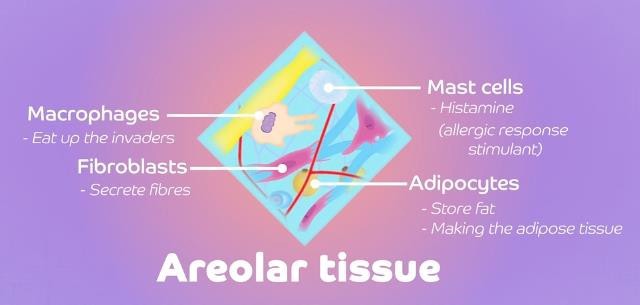 Components of areolar tissue