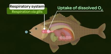 Respiratory system of Pisces