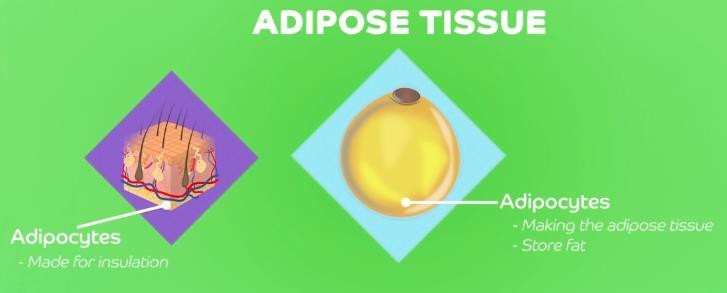 Adipose tissue in the human body