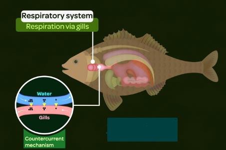 Nervous system of Pisces