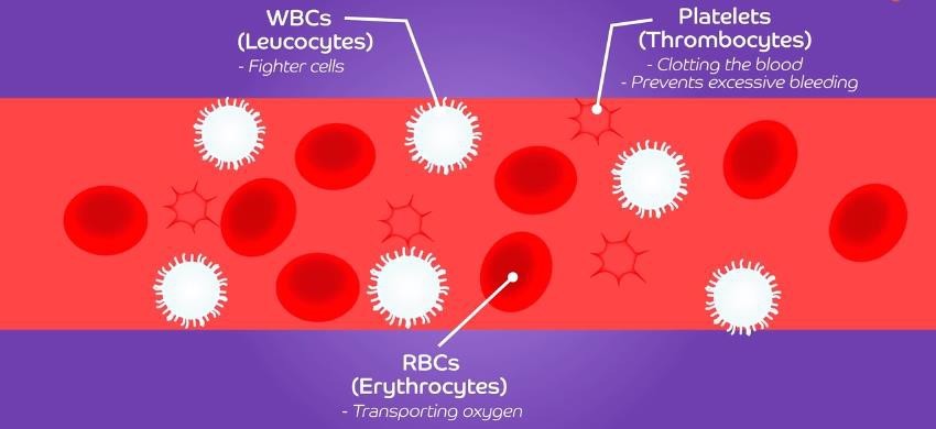 Different types of cells in blood